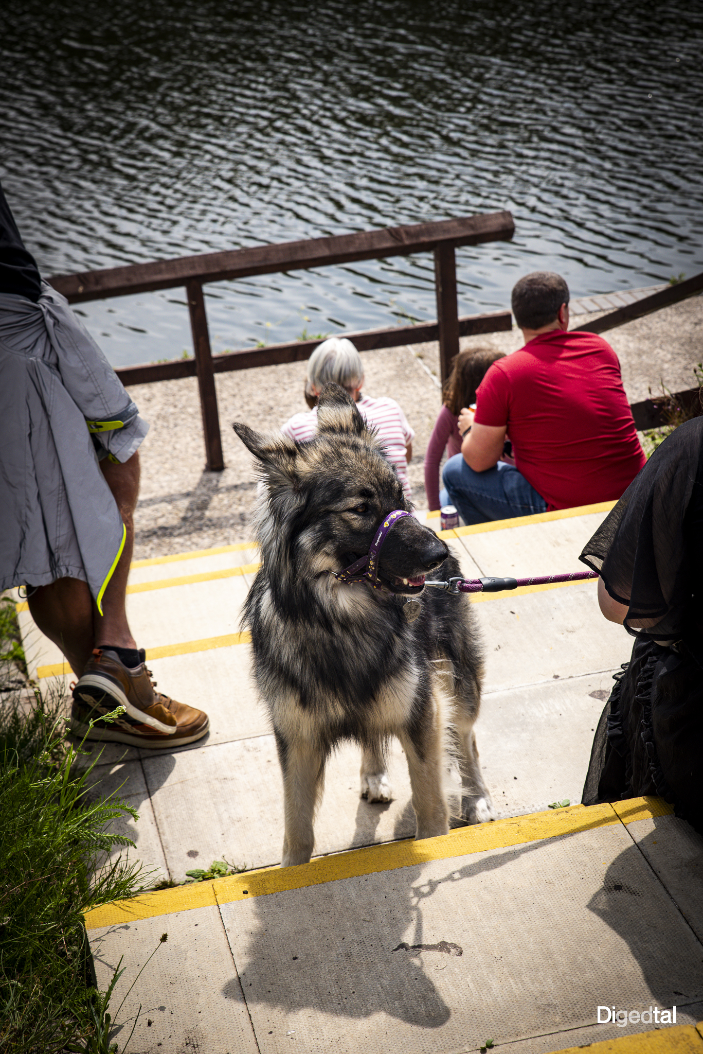 The Watcher on the Steps - Image 1